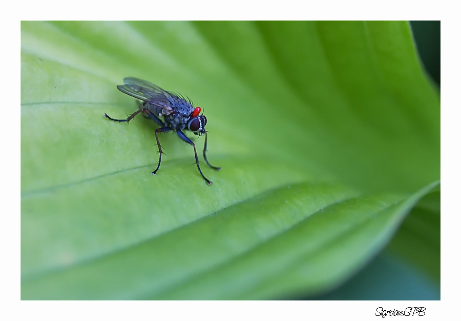 Fliege.......was ist das rote am Hinterkopf?.