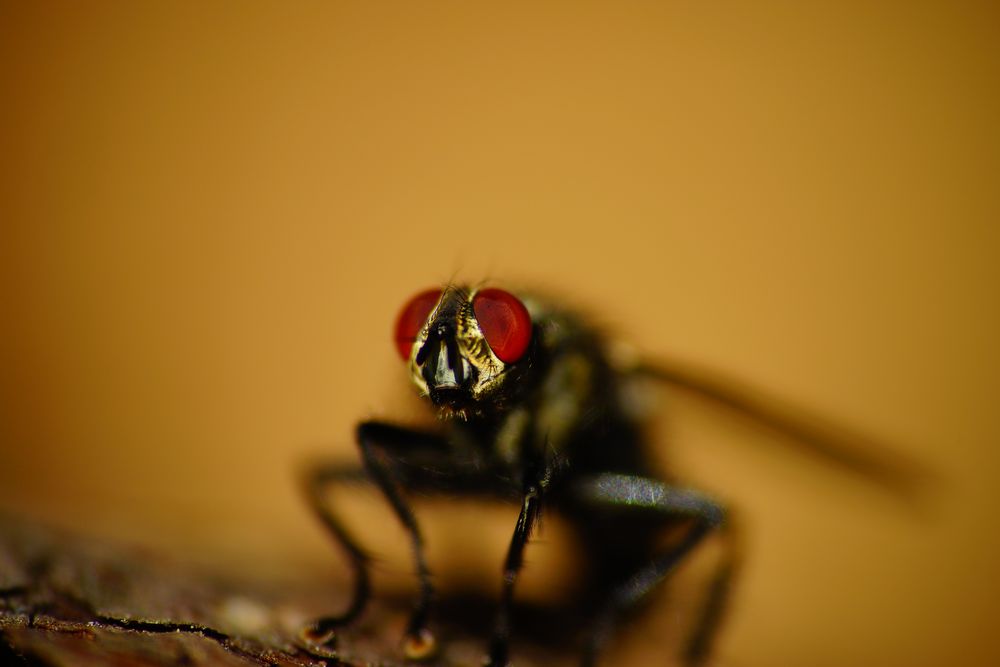 Fliege,wenn ich Dich kriege! Foto &