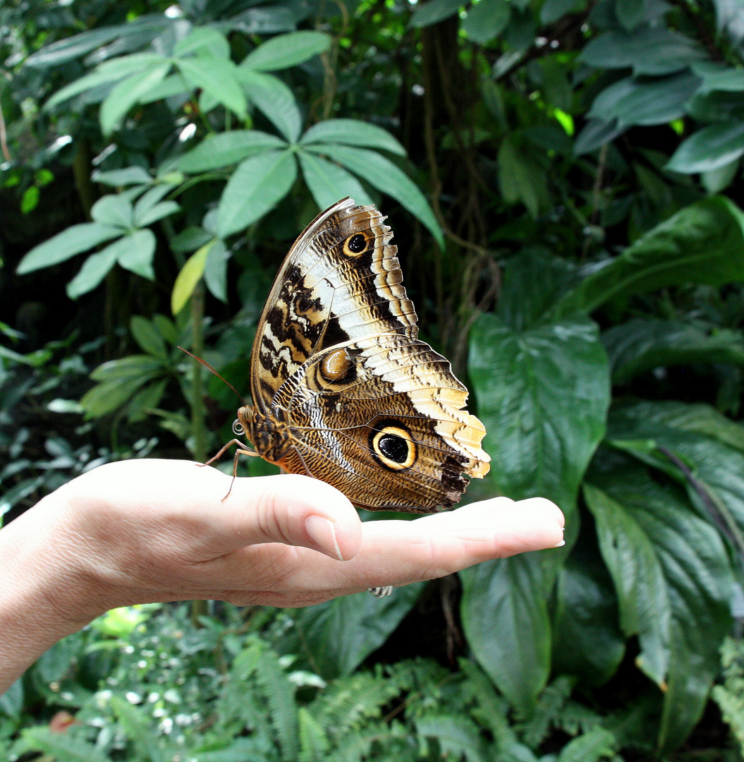 ...flieg...kleiner Schmetterling...flieg