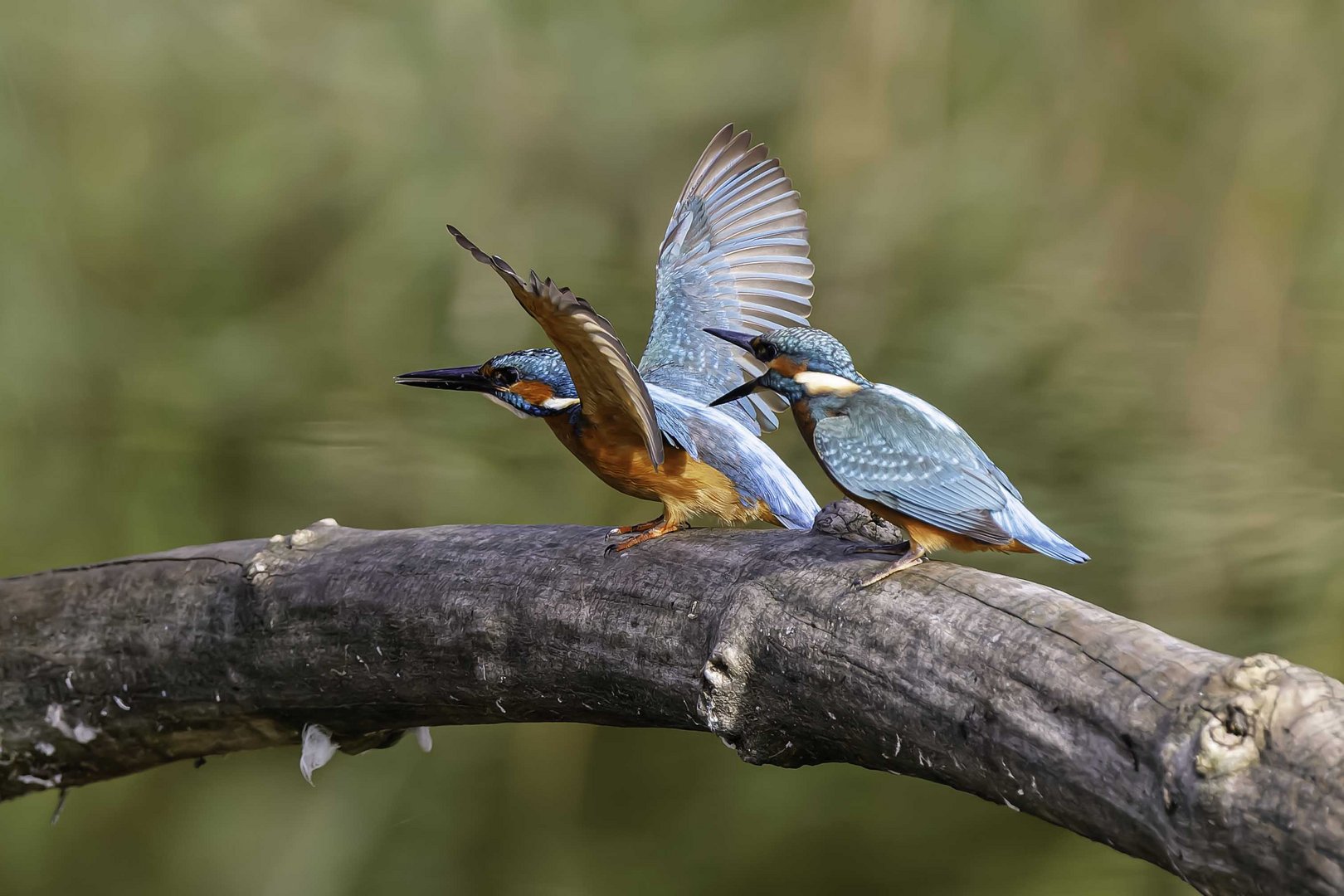 Fliegst du jetzt endlich oder was!