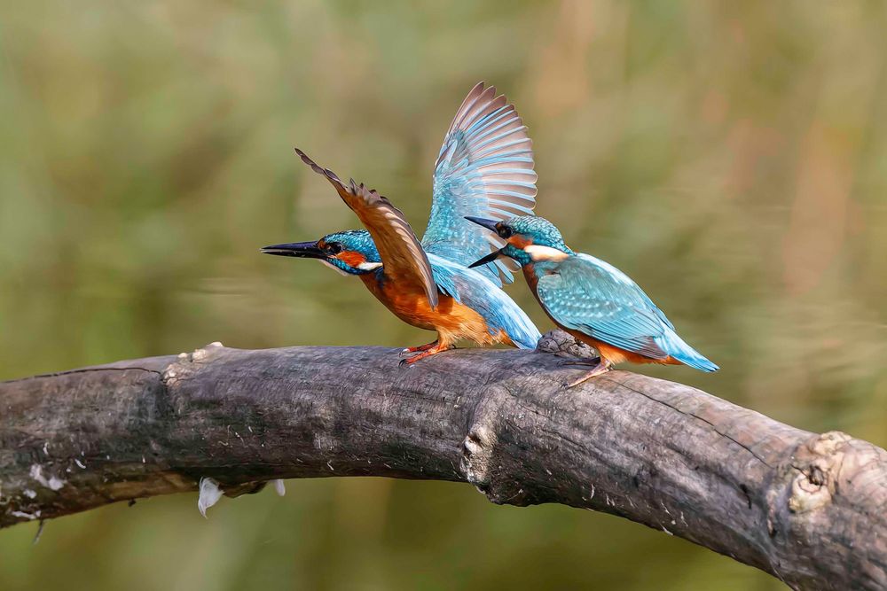 Fliegst du jetzt endlich oder was!