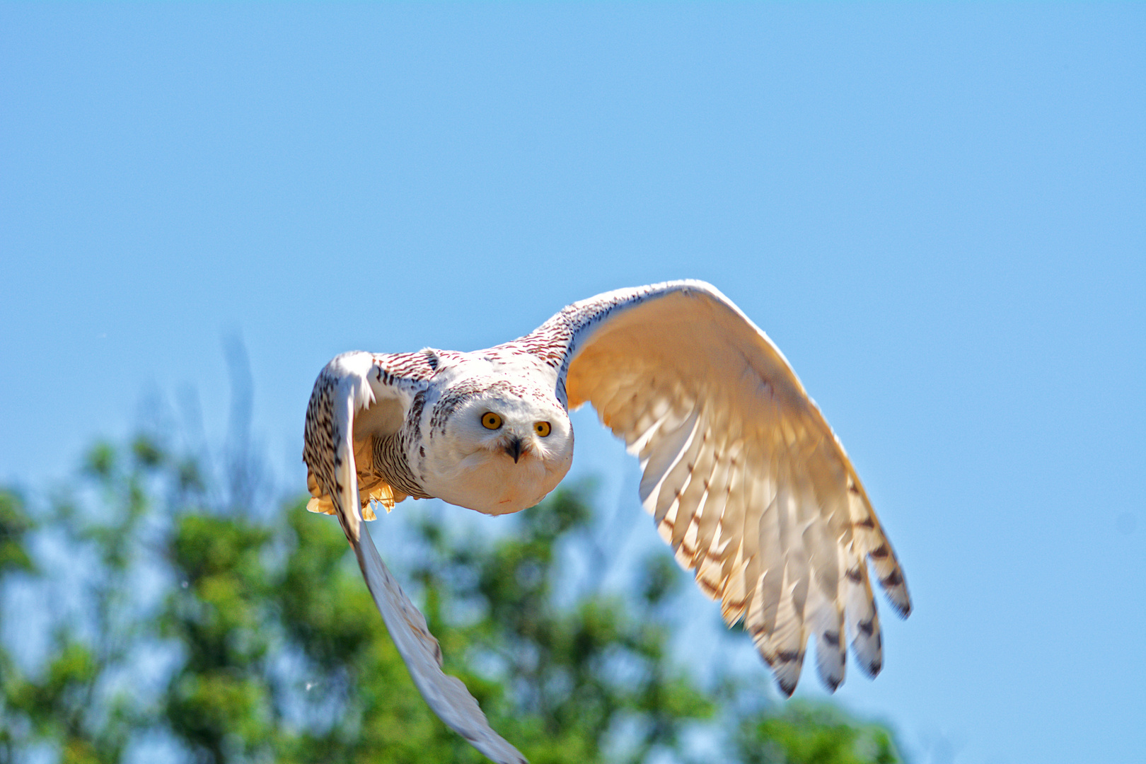 fliegt auch bei Tag