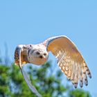 fliegt auch bei Tag