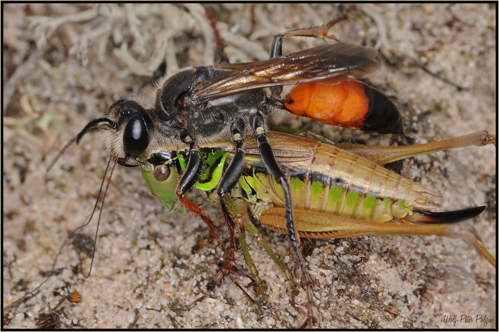 Fliegt auf Heuschrecken: Sandwespe Sphex funerarius_1157a