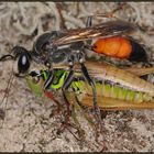 Fliegt auf Heuschrecken: Sandwespe Sphex funerarius_1157a