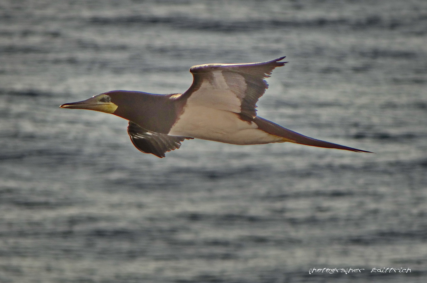 Fliegt da, wo es nur Wasser gibt....