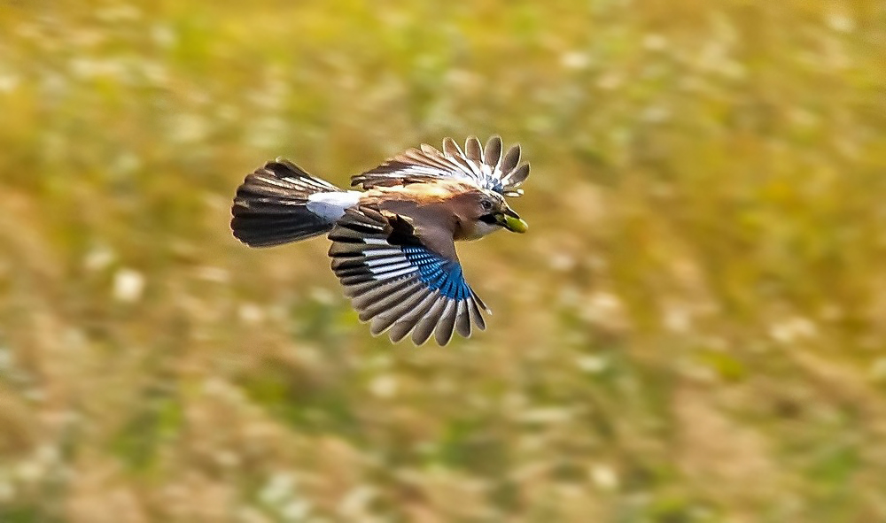 "fliegt der doch einfach weg"