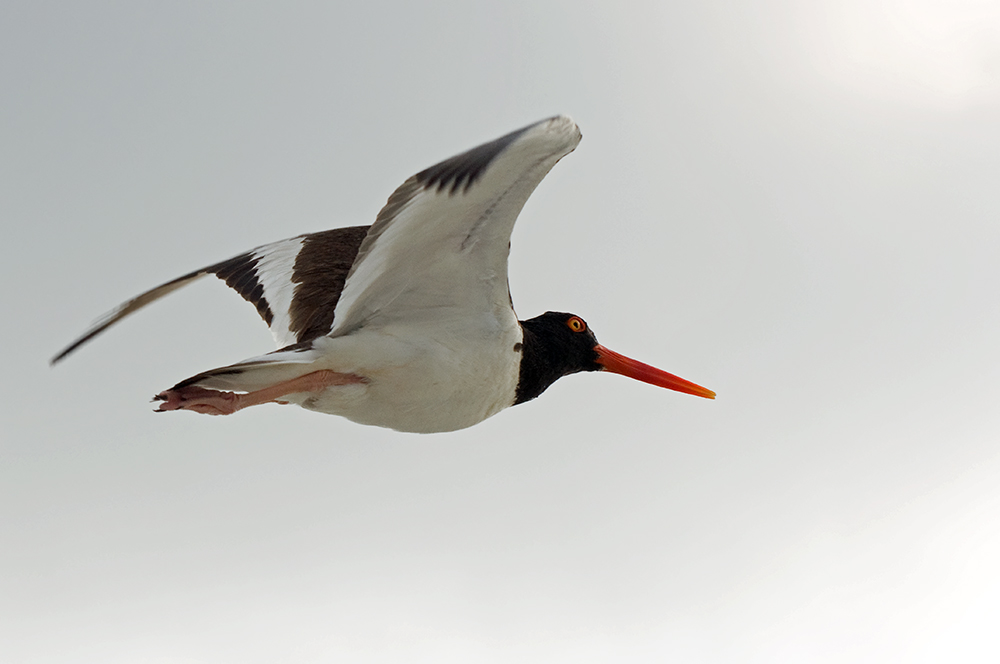 Fliegt er zu den Austern?