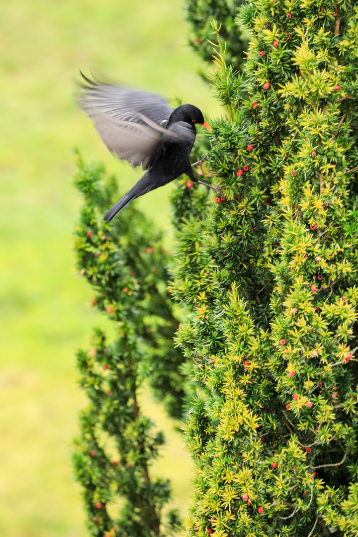 Fliegt in wilder Eile...