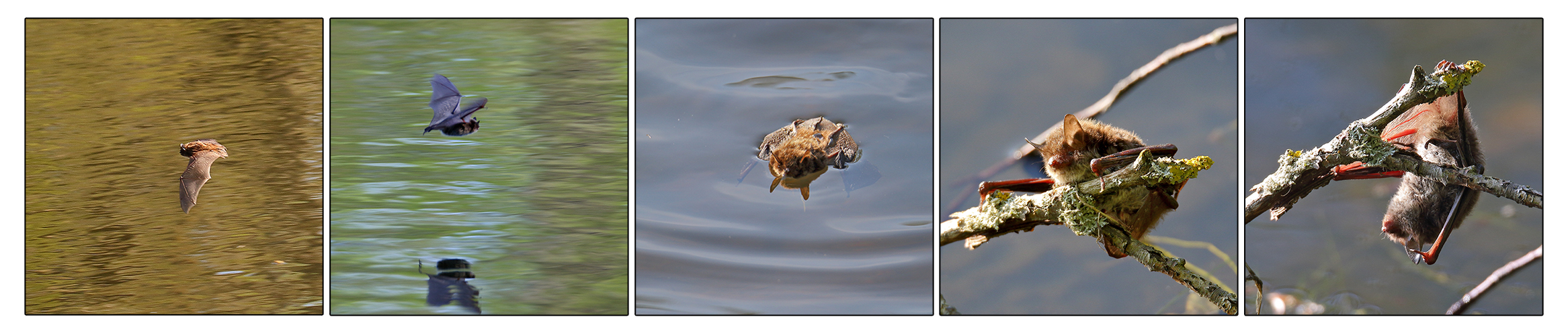 Fliegt über den Parksee und ist doch kein Vogel...?