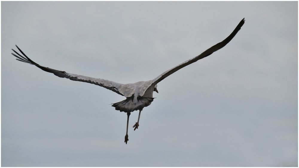 fliehen vor dem Knipser