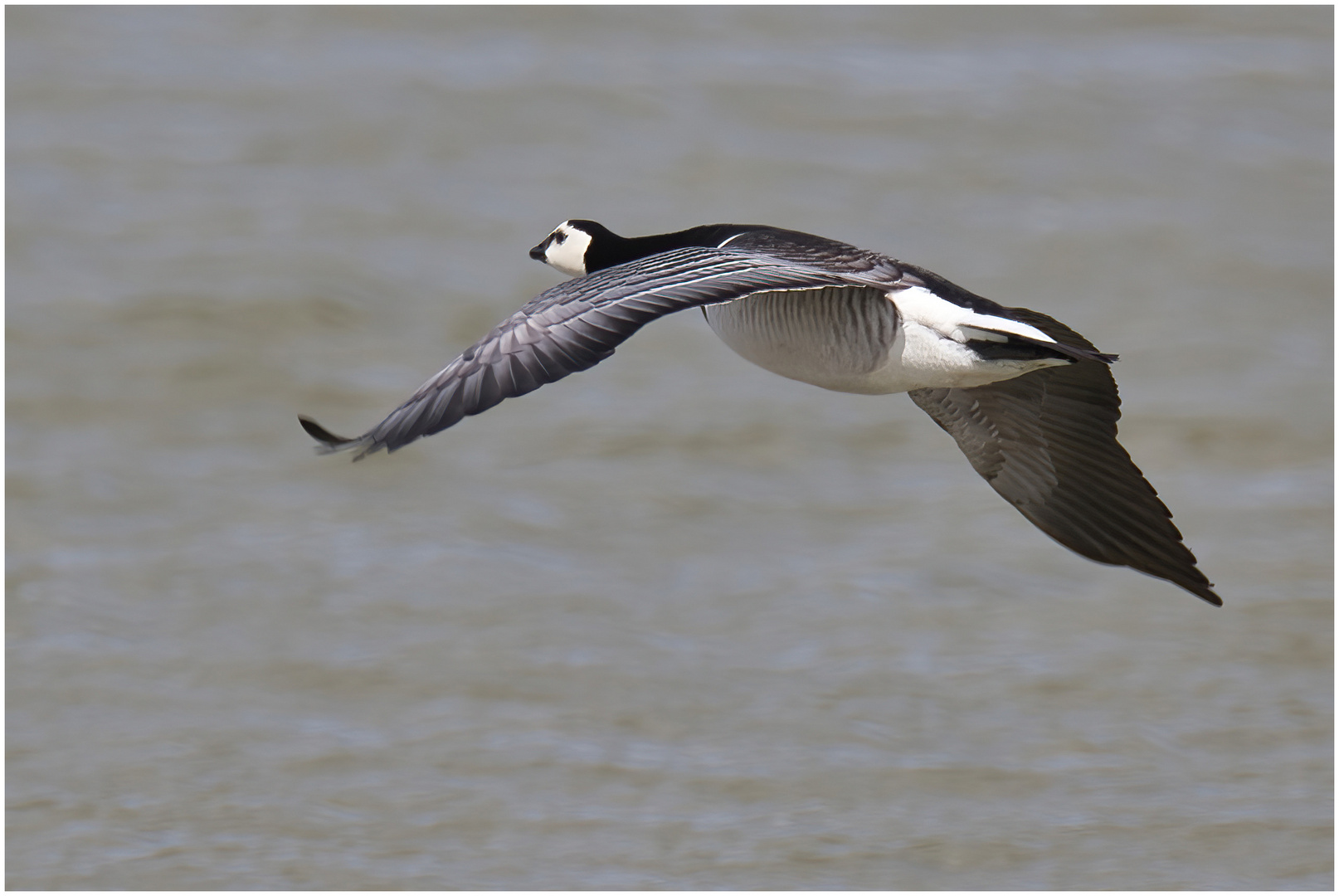 Fliehen vor dem Knipser