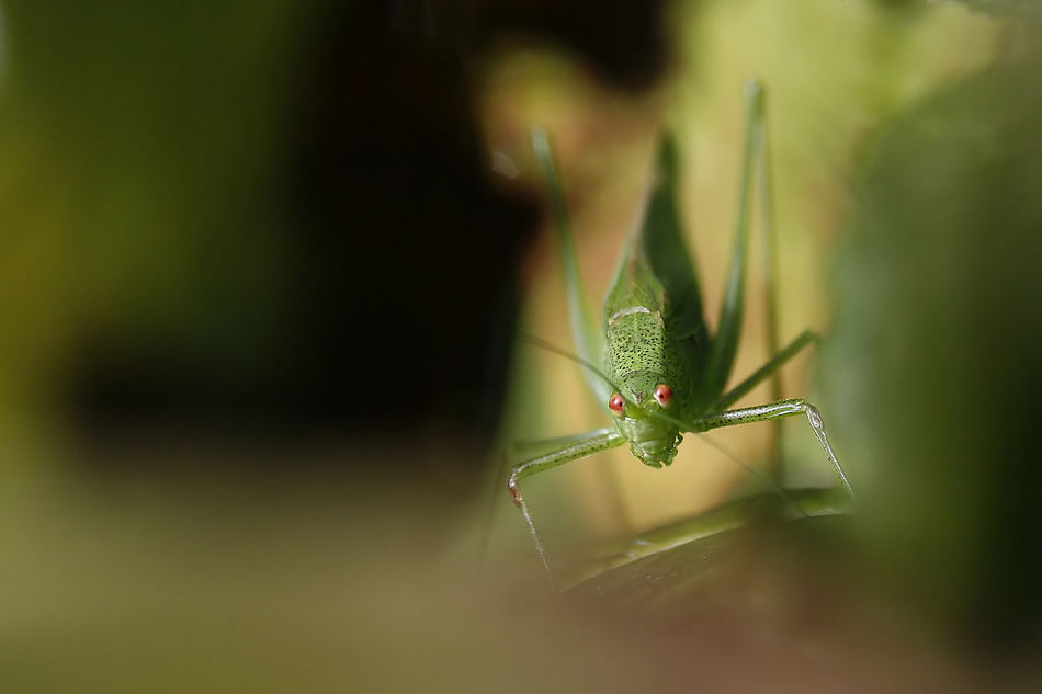 Flieht ihr Narren, flieht ! PART I