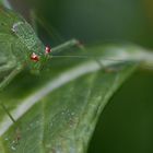 Flieht ihr Narren, flieht ! Part II