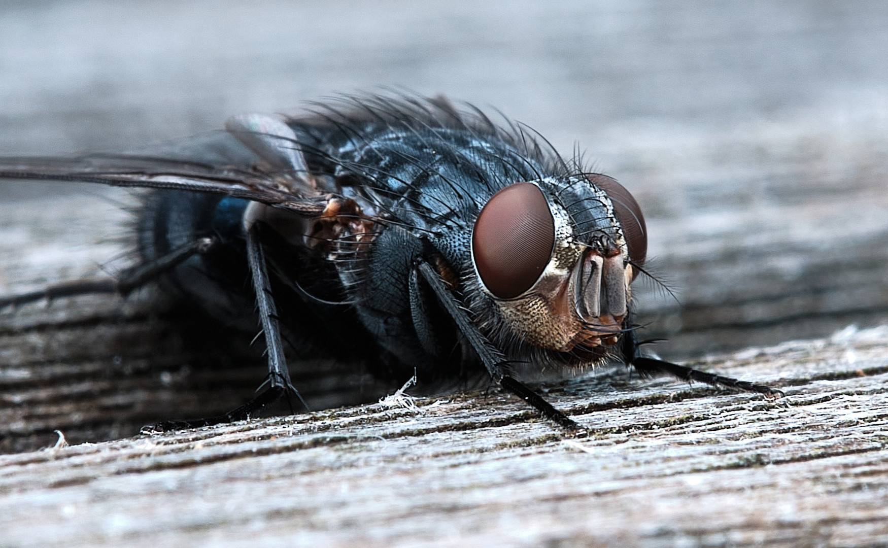 Flies are beautiful ...