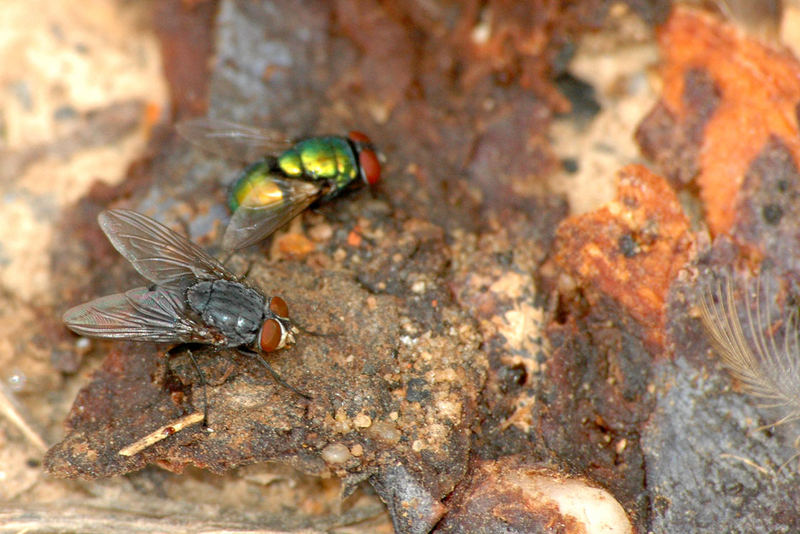 Flies on a rotten plum