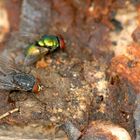 Flies on a rotten plum