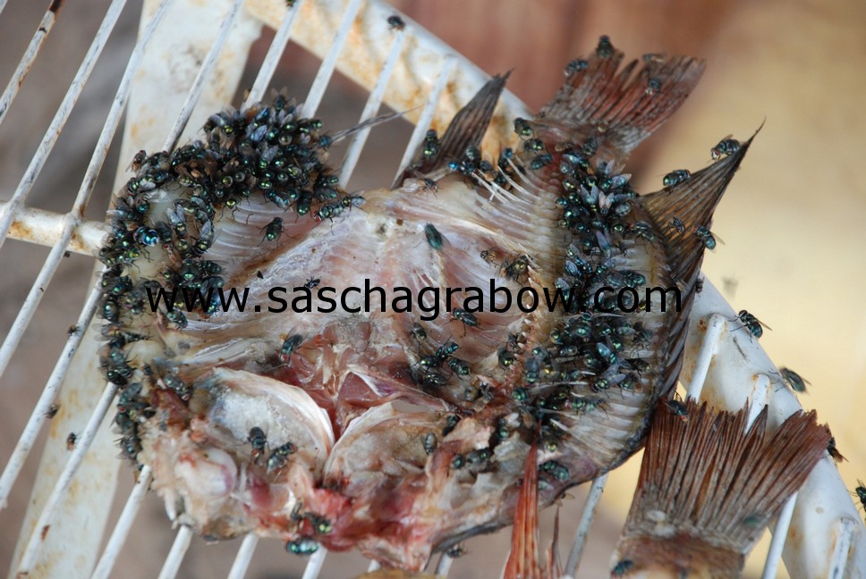 Flies On Dried Fish