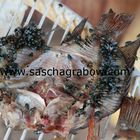 Flies On Dried Fish