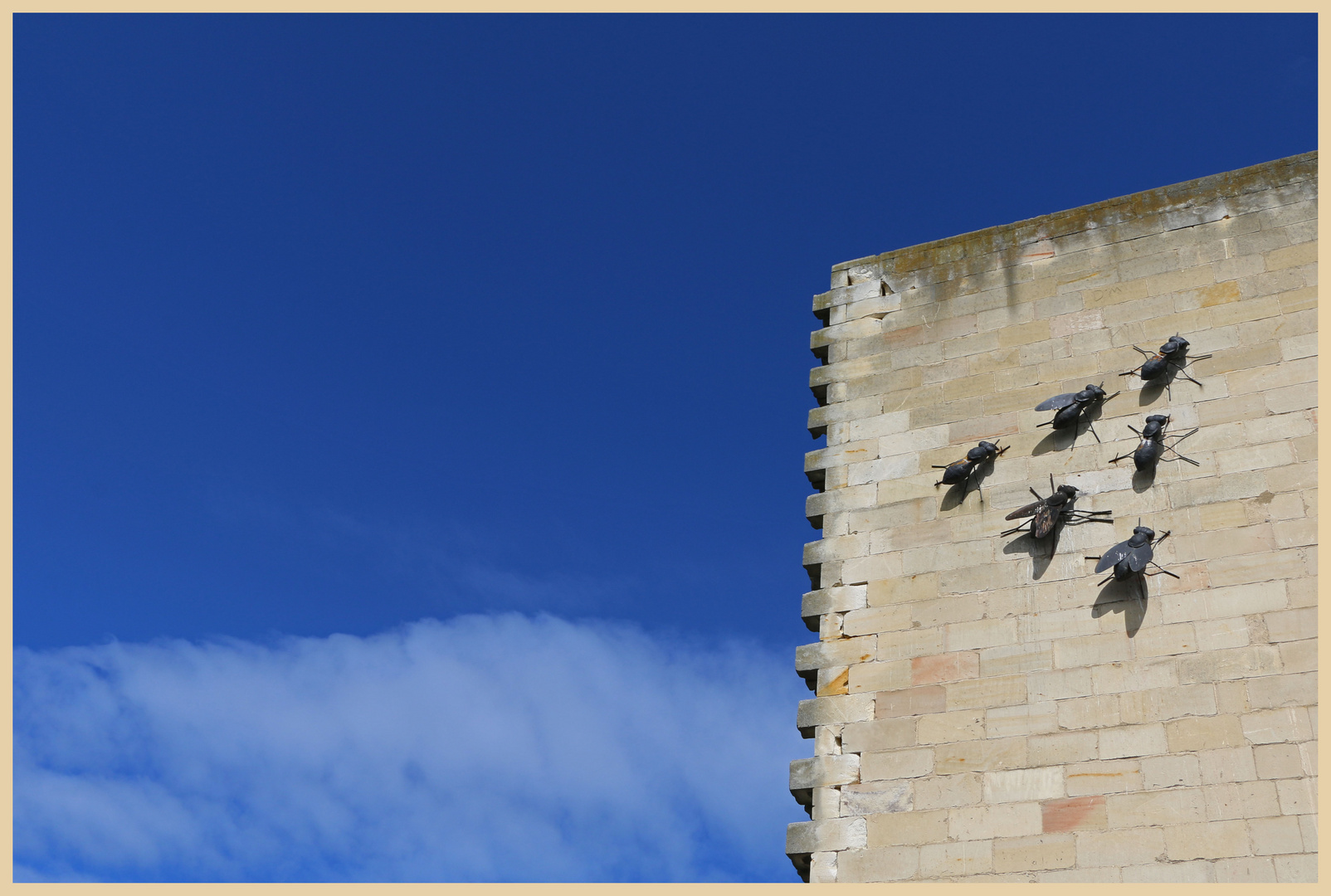 flies on the wall