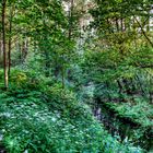 Fließ im Grunewald zwischen Grunewaldsee und Krumme Lanke