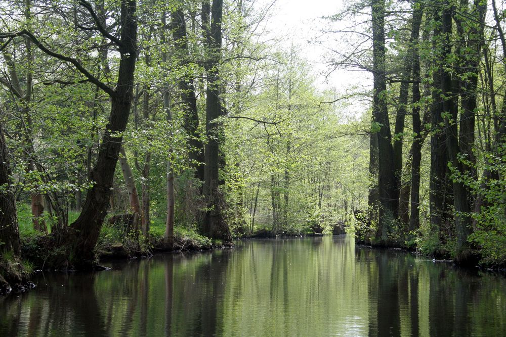 Fliess im Spreewald