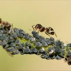 Fließbandarbeit...