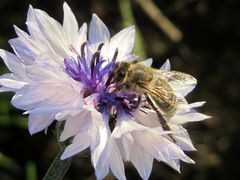 fließige bienchen