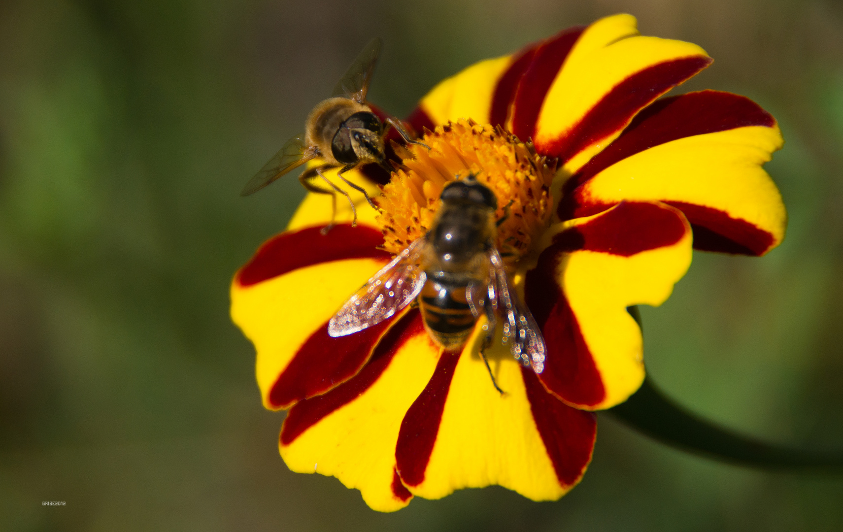 Fließige Bienen