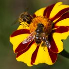 Fließige Bienen