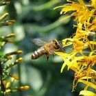 Fließiges Bienchen.