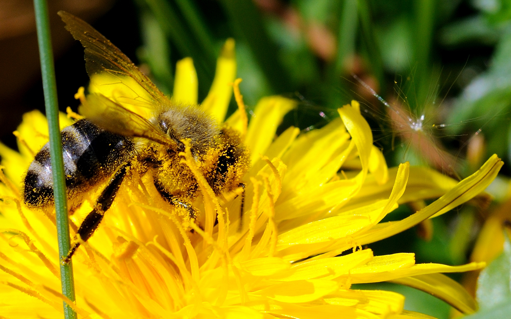 fließiges Bienchen...