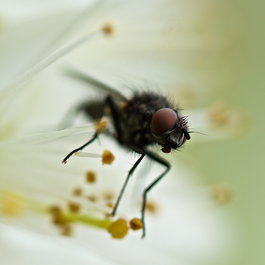 Fligenportrait in Apfelblüte