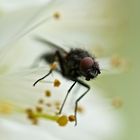 Fligenportrait in Apfelblüte