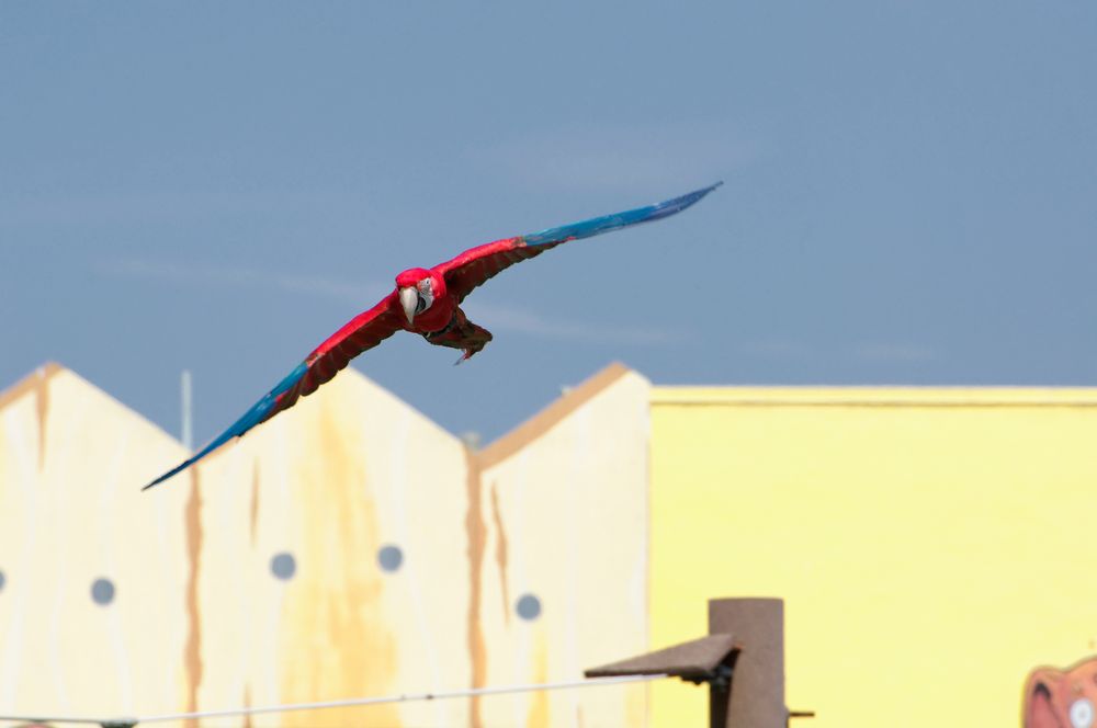 Flight von Thomas M. Naumann 