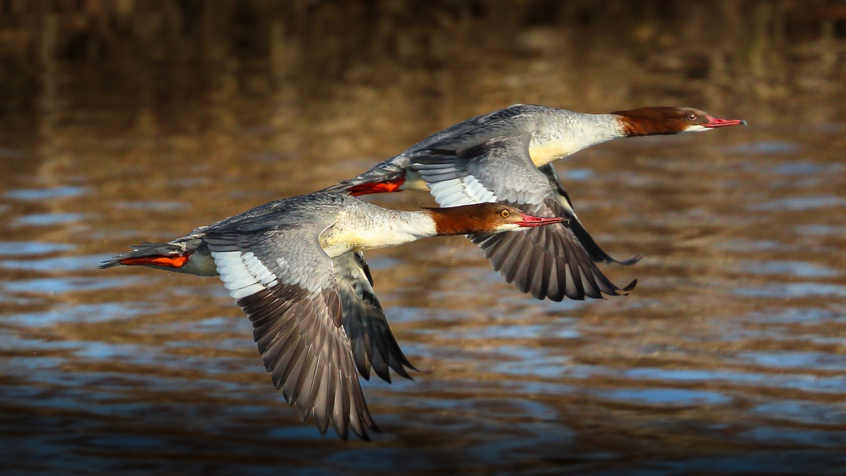 flight for two