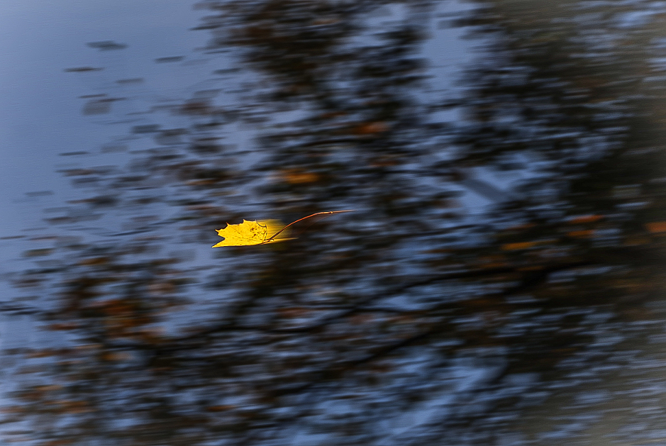 flight in the forest