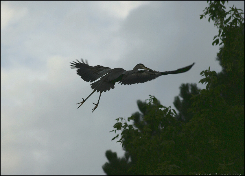 Flight of grey heron