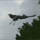 Flight of grey heron