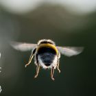 Flight of the Bumblebee . . .