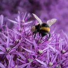 Flight of the Bumblebee