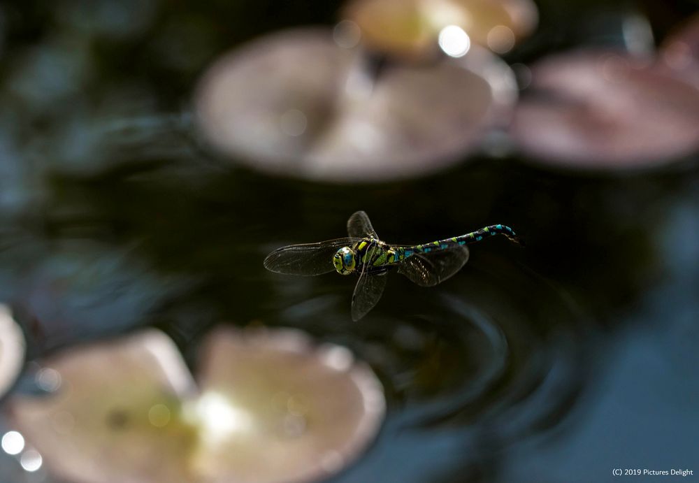 - Flight of the Dragonfly -
