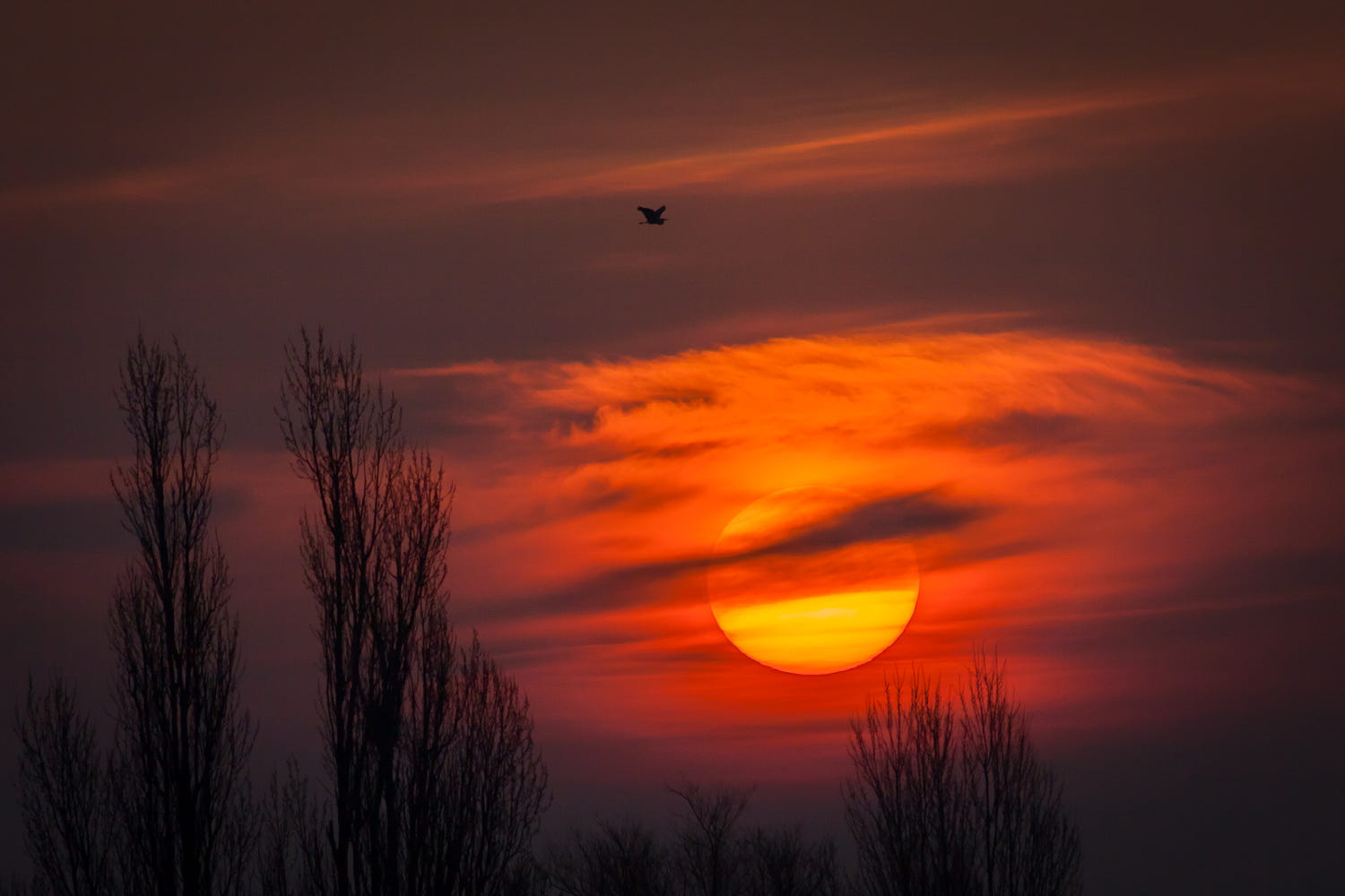 Flight of the Egret