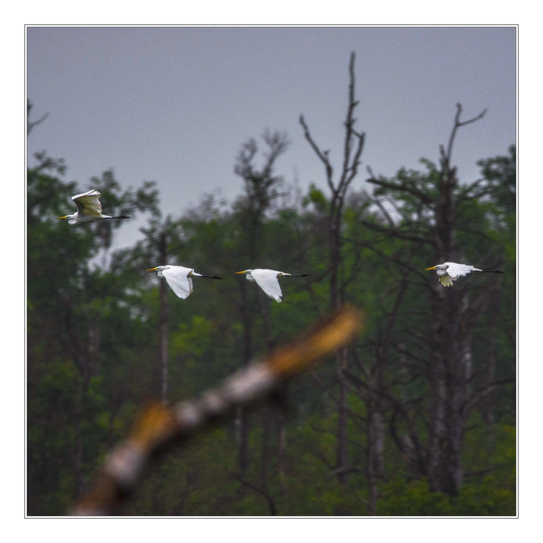 Flight of the Great Egret