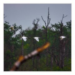 Flight of the Great Egret