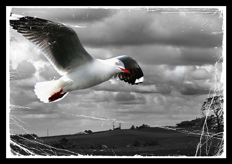 flight of the gull