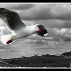 flight of the gull