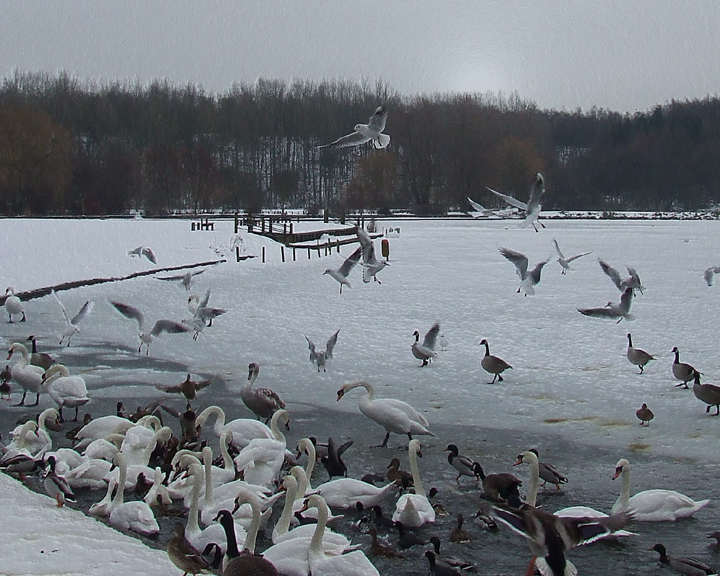 Flight of the Gulls two