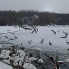 Flight of the Gulls two