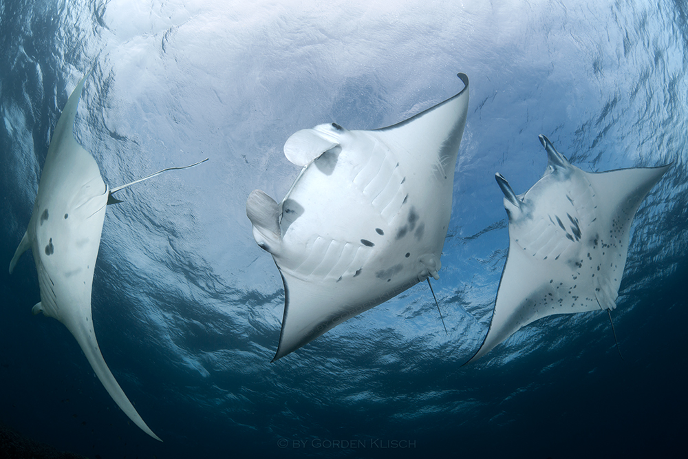 Flight of the Mantarays